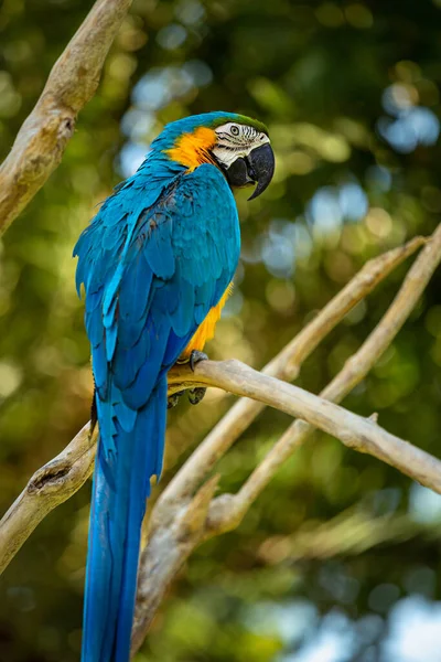 Větvi Stromu Sedí Modro Žlutý Papoušek Macaw Ptačí Park Ubud — Stock fotografie