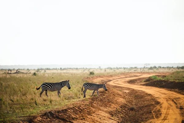 Dwie Zebry Pobliżu Drogi Tsavo Safari Park Afryce Kenia — Zdjęcie stockowe