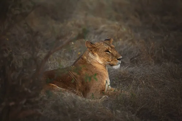 Lioness Lies Bushes Tsavo National Park Africa Kenya — стокове фото