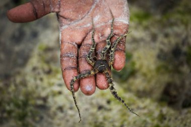 Ophiura bir adamın avucunda. Ophiura (Lat 'tan. Ophiuroidea), ekoderm tipine ait bentik deniz hayvanlarıdır. İkinci adları yılan kuyruklu..