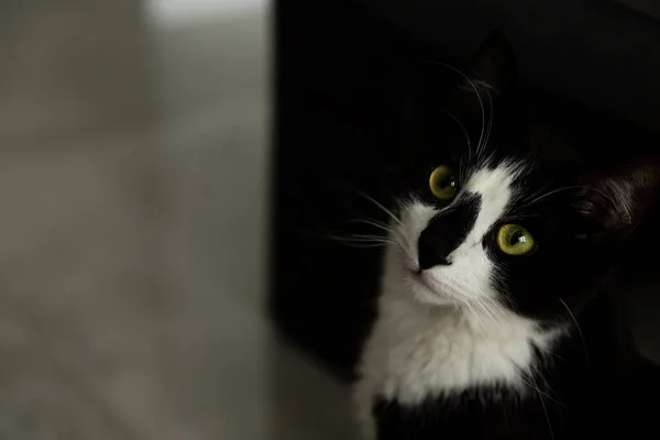 Portrait Beautiful Black White Cat — Stock Fotó