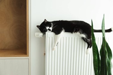 Kedi ısıtma kaloriferinin üzerinde yatıyor. Kedi aküde ısınıyor.