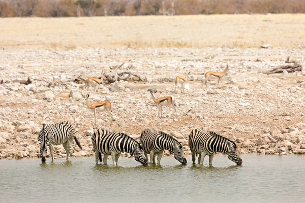 Zebrák Egy Csoportja Vizet Iszik Egy Itatóban Etosha Nemzeti Park — Stock Fotó