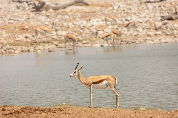 Springbok Watering Hole Etosha National Park Namibia — Fotografia de Stock