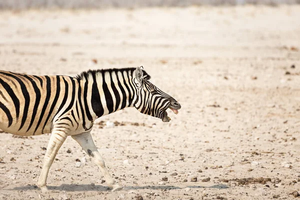 Smějící Zebra Divočině — Stock fotografie