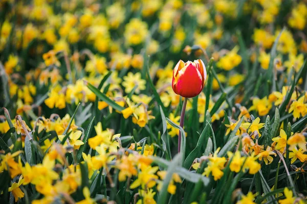 Tulipán Holandés Entre Narcisos Enfoque Selectivo Países Bajos — Foto de Stock
