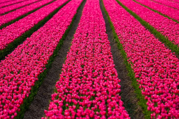 Hermoso Campo Tulipanes Holanda Enfoque Selectivo Holanda — Foto de Stock