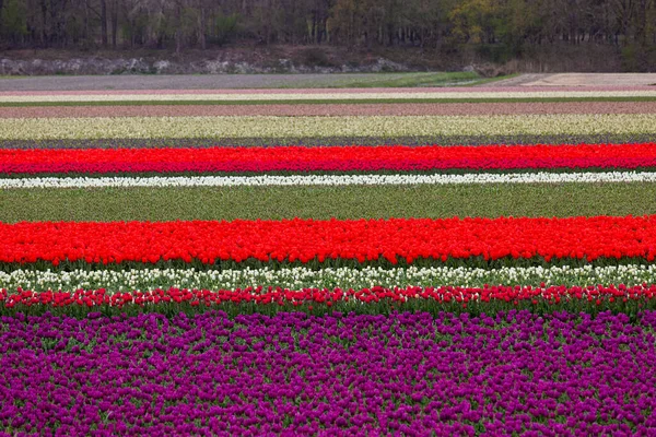 荷兰多彩的郁金香田 有选择的重点 — 图库照片