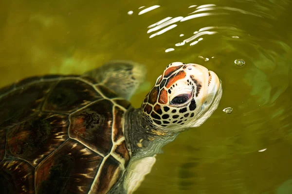 Velká Želva Otevřenou Tlamou Dívá Vody — Stock fotografie