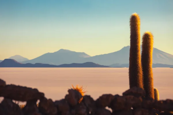 Giant Cactus Incahuasi Island Uyuni Saline Flat Desert Sunset Bolivia — стокове фото