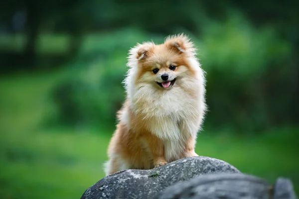 Beautiful Pomeranian Spitz Sits Stone Park Bushes — Fotografia de Stock