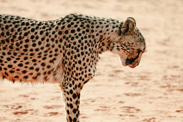 Large Leopard Kalahari Desert Namibia — Photo