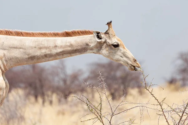 Girafa Parque Nacional Etosha Namíbia — Fotografia de Stock