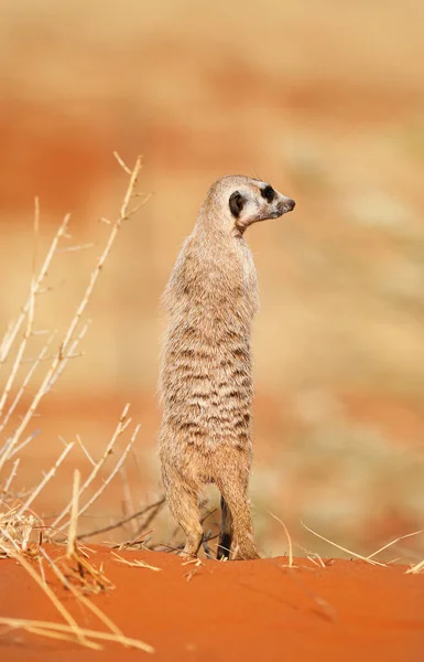 Meerkat Muito Bonito Fica Deserto Kalahari Namíbia — Fotografia de Stock