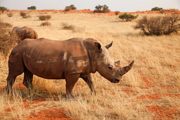 비아의 칼라하리 사막에서 코뿔소 — 스톡 사진