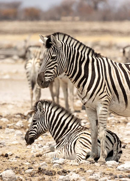 Duas Zebras Parque Nacional Etosha Potro Zebra Está Sentado Uma — Fotografia de Stock