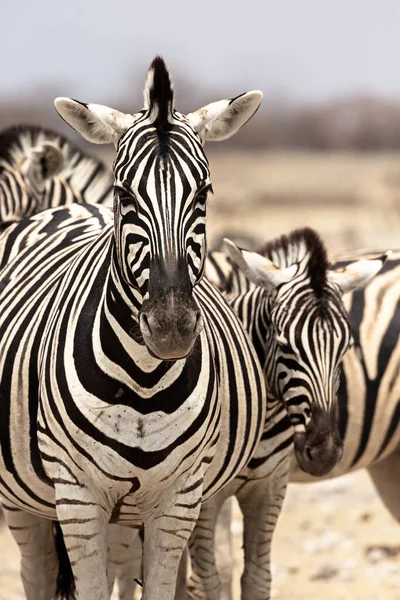 Зебри Національному Парку Етоша Намібія Підсумок — стокове фото
