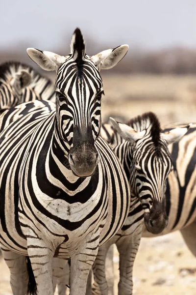 Zebrák Etosha Nemzeti Parkban Namíbiában Közelkép — Stock Fotó