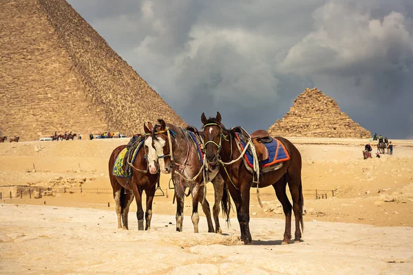 Группа Лошадей Рядом Египетскими Пирамидами — стоковое фото