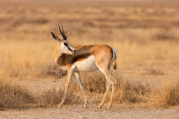 Vadafrikai Állatok Springbok Közepes Méretű Antilop Etosha Nemzeti Parkban Namíbia — Stock Fotó