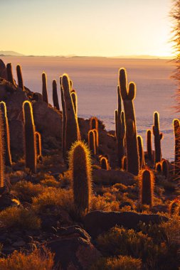 Uyuni, Bolivya 'nın tuzlu düz çölündeki İncahuasi adasında gün doğumunda dev kaktüsler.