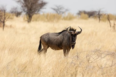 Mavi wildebeest etkin Milli Parkı, Namibia.