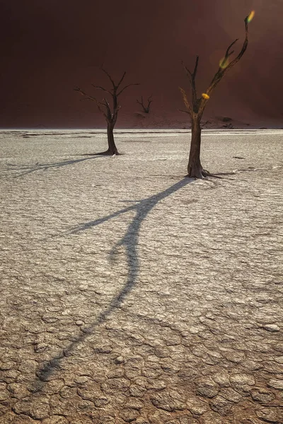 Megkövült Teveakác Acacia Erioloba Deadvlei Völgyben Namíbia Árnyékok — Stock Fotó
