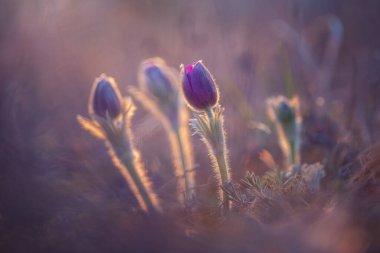 Çiçekler günbatımında çim rüya (Pulsatilla patens)