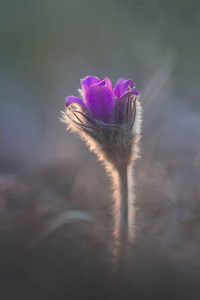 Bloemen Droom Gras Pulsatilla Patens Bij Zonsondergang — Stockfoto