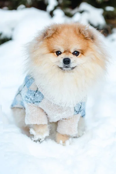 Roztomilý Pomeranian Modrém Svetru Sedí Sněhu — Stock fotografie