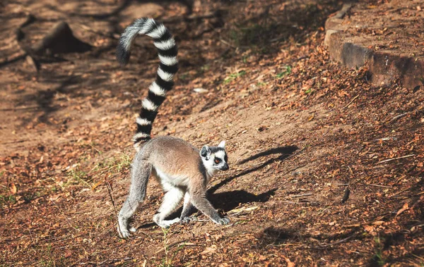 Lemur Kształcie Pierścienia Lub Katta Spacery Ich Naturalnym Środowisku Madagaskar — Zdjęcie stockowe