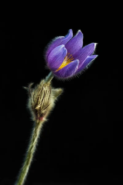 Цветок Травы Мечты Pulsatilla Patens Черном Фоне — стоковое фото