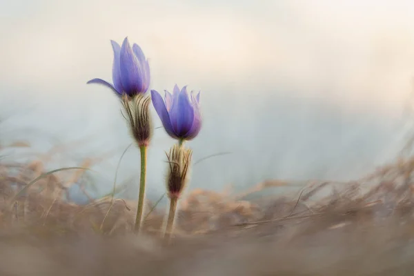 Flowers Dream Grass Pulsatilla Patens Sunrise — Stock Photo, Image