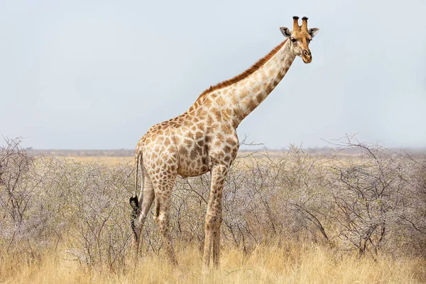 zürafa etkin ulusal park, Namibya