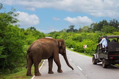 Yala Ulusal Parkı 'nda Safari turu. Sri Lanka. Bir turist bir filin fotoğrafını çeker..