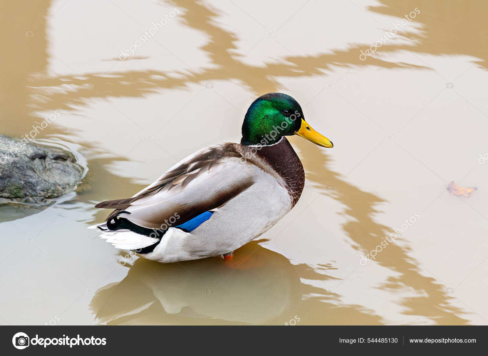 Воде Стоит Дикая Утка Самец Стоковое Фото ©NDerkach 544485130