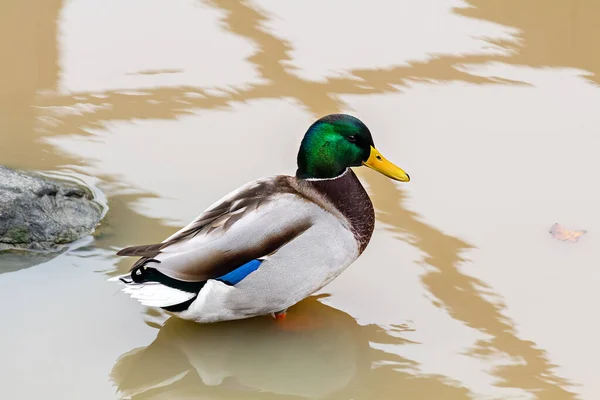 Mannelijke Wilde Eend Staat Het Water — Stockfoto