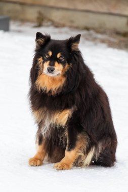 Fin Lapphund karda oturur..
