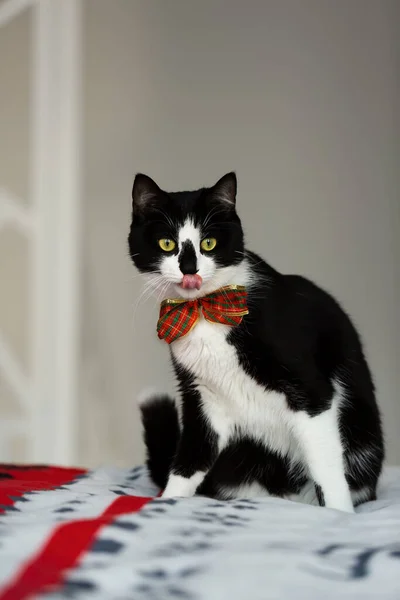 Egy Fekete Fehér Macska Portréja Piros Masnival Nyakában — Stock Fotó