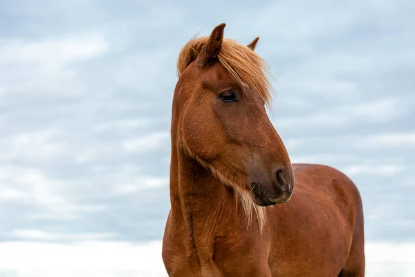 stock image Profile portrait of a beautiful Icelandic horse .