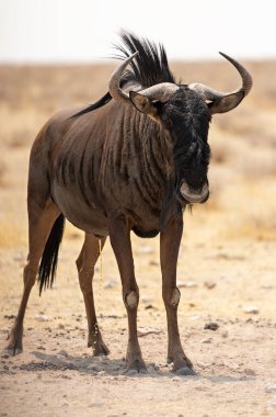 Mavi wildebeest etkin Milli Parkı, Namibia