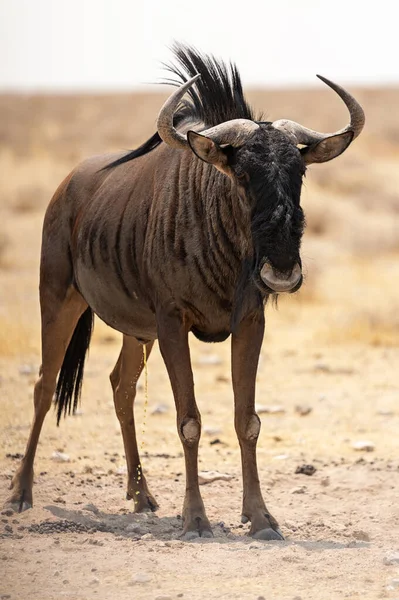 Gnus Azuis Parque Nacional Etosha Namíbia — Fotografia de Stock