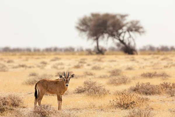 Antylopa Parku Narodowym Etosha Namibia — Zdjęcie stockowe