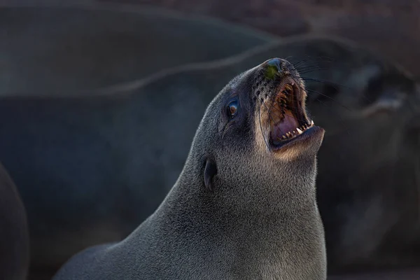 Uma Foca Pele Tem Sua Boca Aberta Cape Cross Costa — Fotografia de Stock