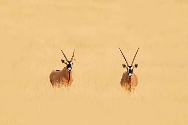Dois Oryx Deserto Kalahari Namíbia — Fotografia de Stock