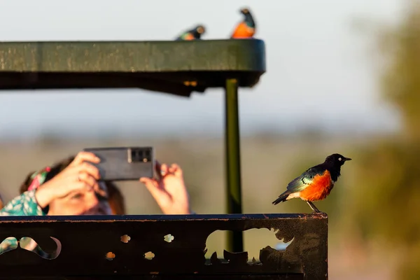 Turistka Fotí Ptáka Svém Telefonu Útočiště Divokých Zvířat Taita Hills — Stock fotografie