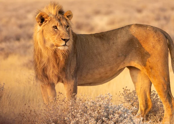 Ένα Λιοντάρι Στέκεται Στο Εθνικό Πάρκο Etosha Ναμίμπια — Φωτογραφία Αρχείου