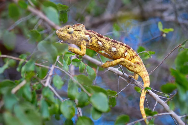 Chameleon Stromě Národním Parku Andasibe Madagaskar — Stock fotografie