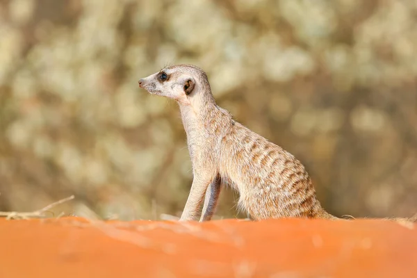 Meerkat Deserto Kalahari Namíbia — Fotografia de Stock