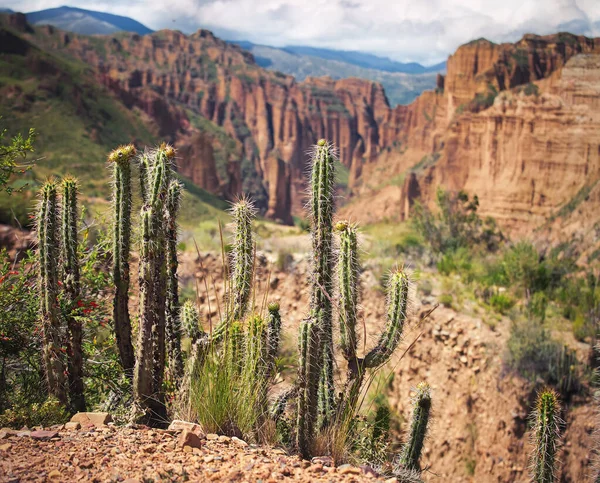 Grandes Cactus Cerca Del Cañón Palca Cerca Paz Bolivia — Foto de Stock